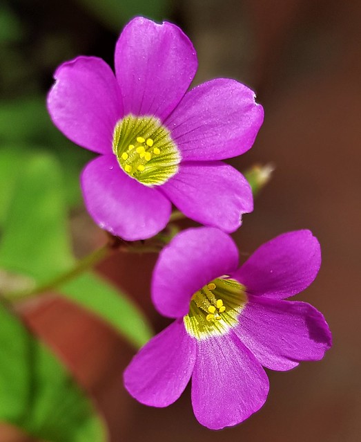 Wild Oxalis flowers, closeup
