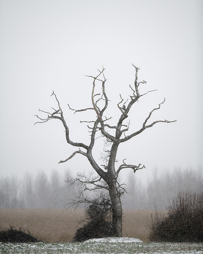 tree norfolk landscape snow winter jonathan casey photography nikon d850 135mm art sigma