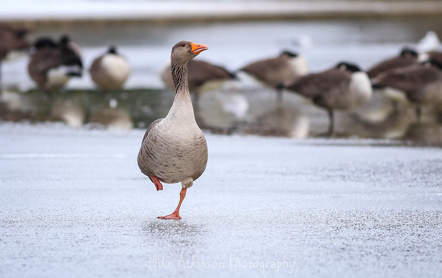 Greylag Goose On Ice.
