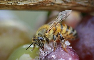 Bee    .....     Apis Mellifera | by Hannah 0013