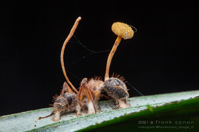 Ophiocordyceps lloydii on ant (Saut Maripa, French Guiana)
