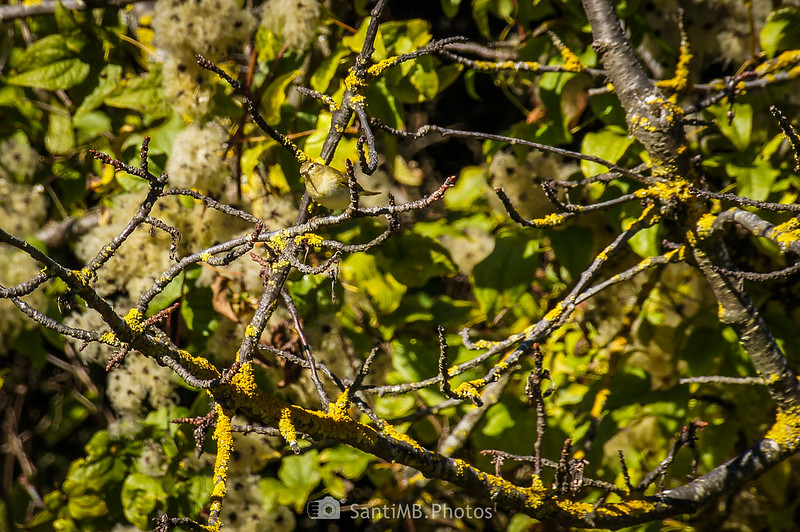 Mosquitero común en un árbol en la masía de La Vila en Viladrau