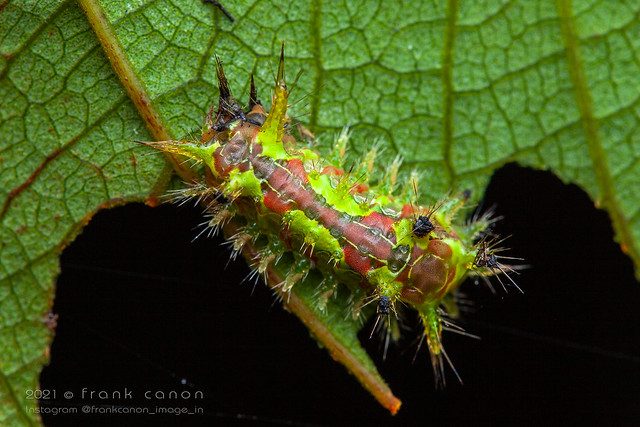 Euclea cippus, caterpillar (Montagne de Fer, French Guiana)
