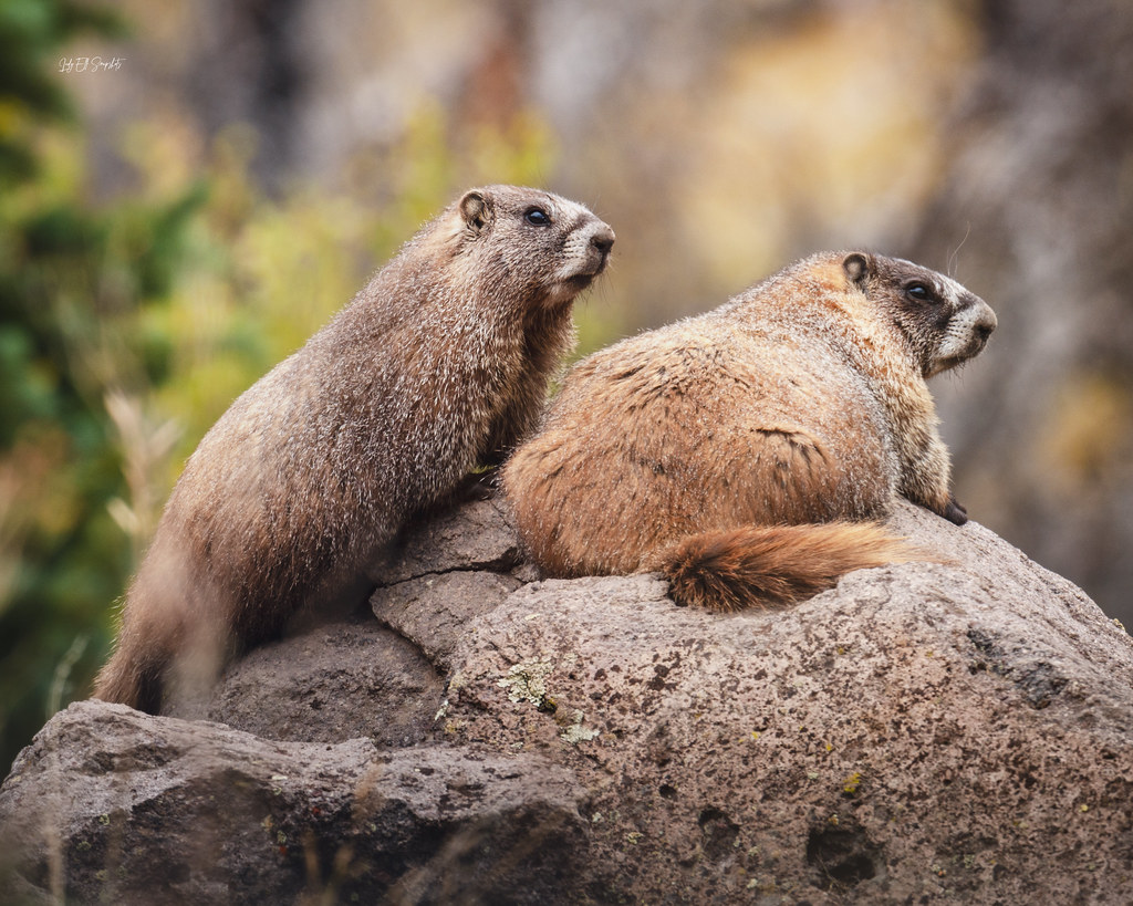 Marmots on Rocks