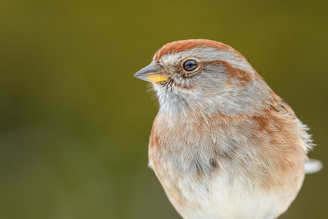 Bruant hudsonien/American tree sparrow