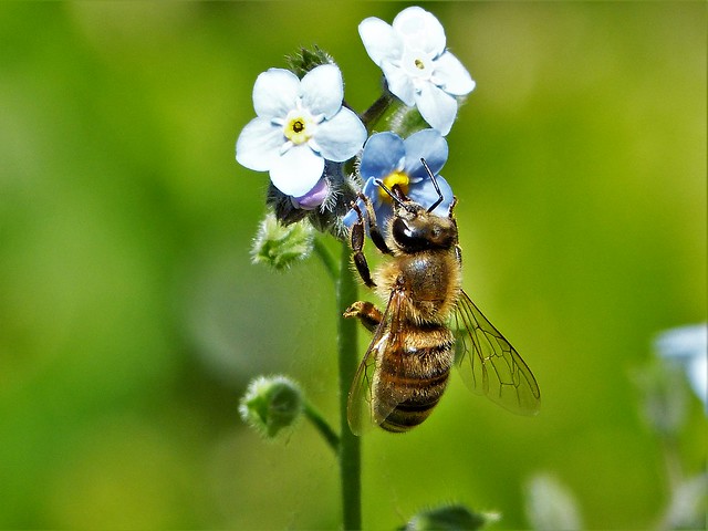 Honey Bee (Apis mellifera) (Explore, 13.02.21)