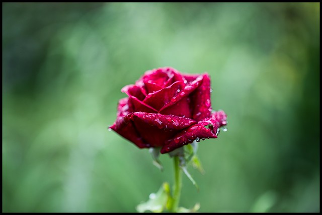 Valentine rose, 2021