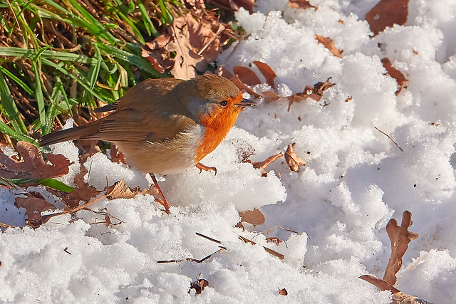 Robin searching food in the snow