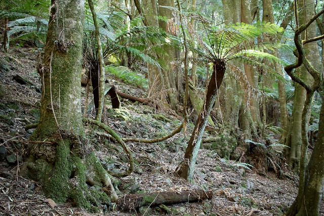 Southern Sassafras (Atherosperma moschatum) and soft tree fern (Dicksonia antarctica)