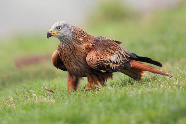 Red Kite - on the ground