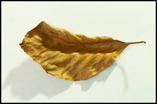 Beech leaf