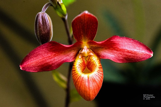 Orchid Yellow & Red...