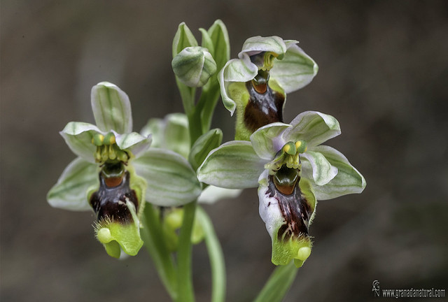 Lusus de ophrys tenthredinifera