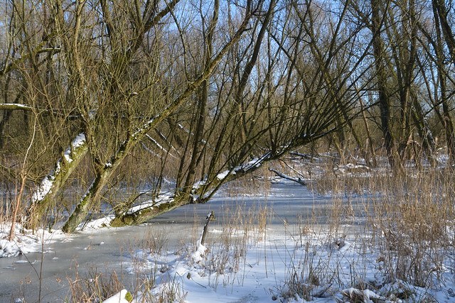 boom boven bevroren water