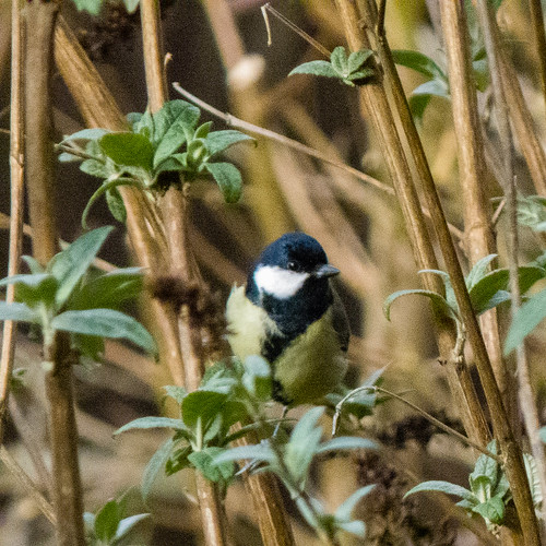 Great tit on the look out