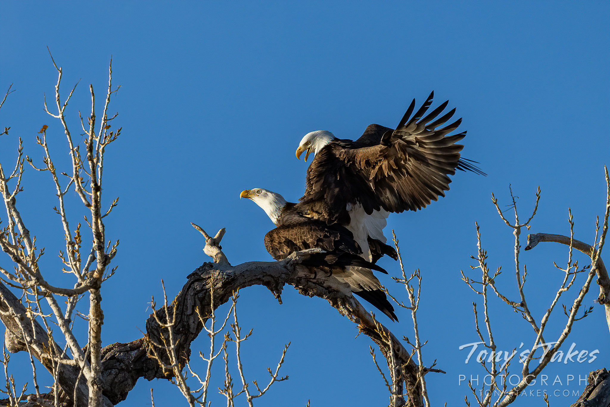 Bald eagles mate at a nest site southwest of Denver, Colorado. (Tony's Takes)
