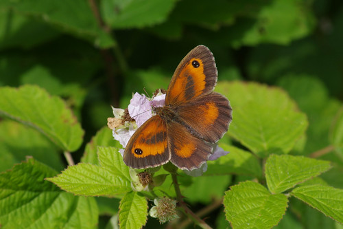 cambridgeshire pyroniatithonus waresleywood butterfly gatekeeper insect nature wild wildlife