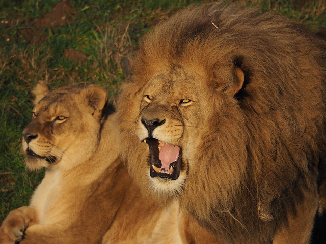 The Lion Roars tonight
