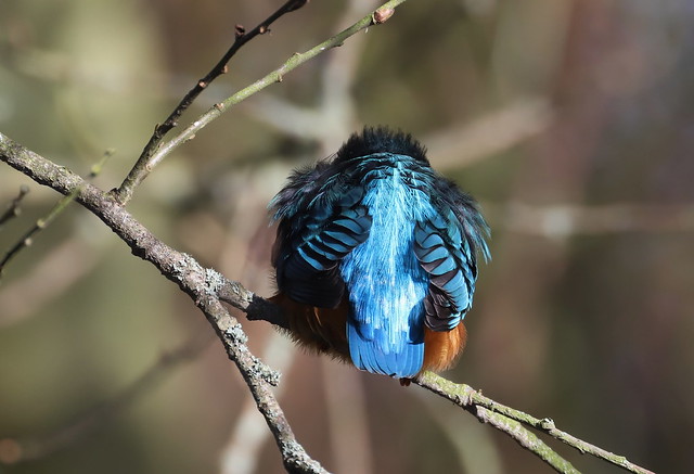 Isfugl (Kingfisher / Alcedo atthis)