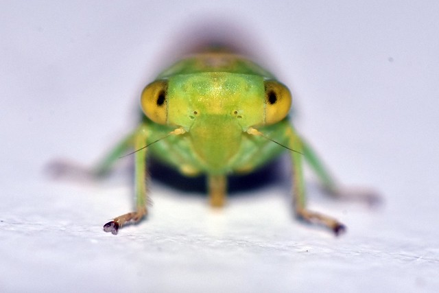 Portrait de cicadelle