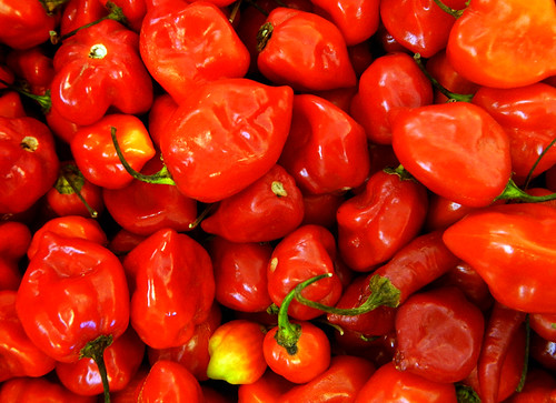 red chiles Habaneros for sale