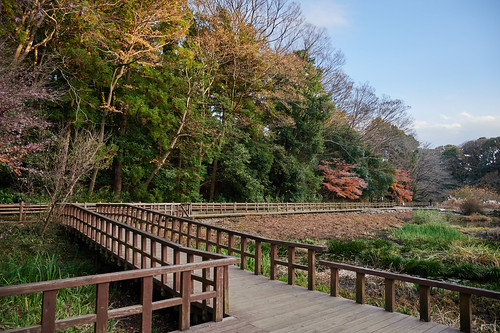 nature forest walk bridge autumn landscape 自然 森 散歩 橋 秋 風景 izuminomori kanagawa japan 泉の森 神奈川