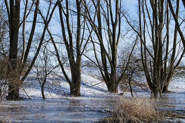 Trees in ice