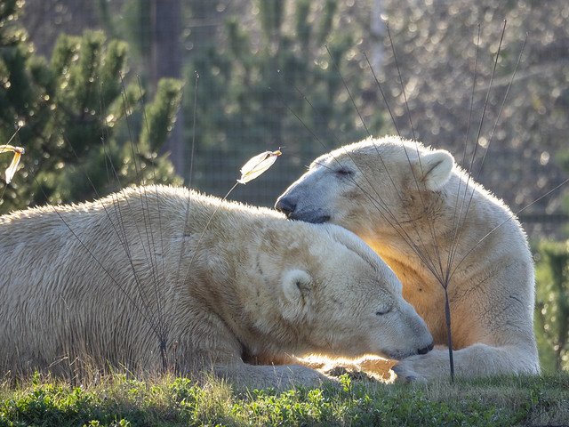 Polar Bears at YWP