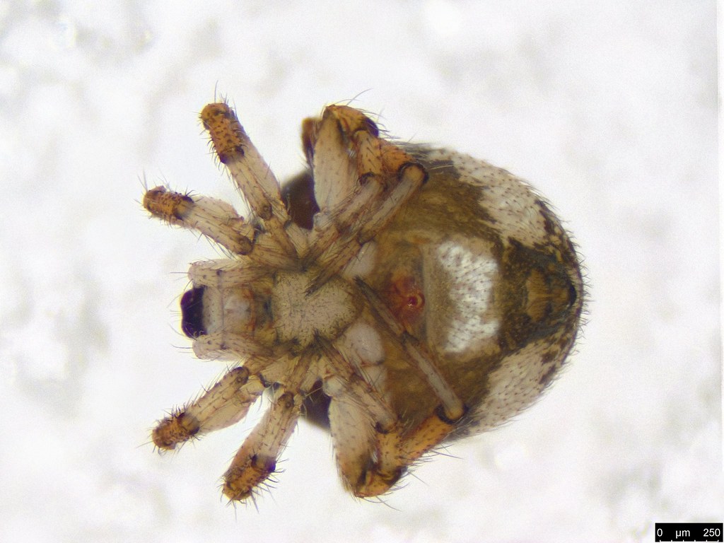 3b - Araneae sp.