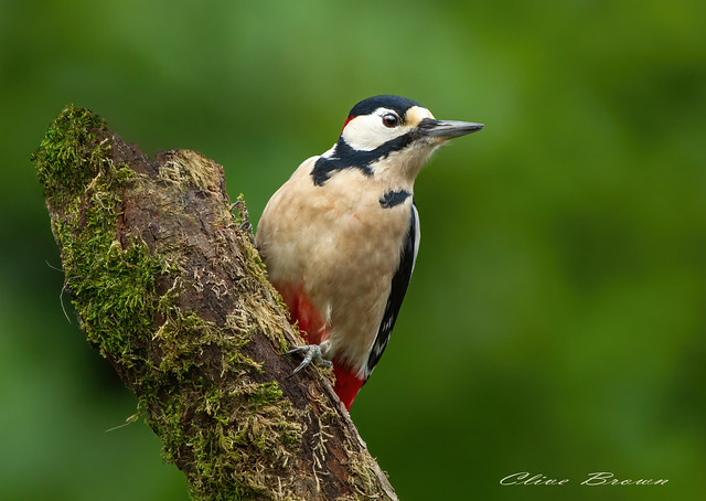 Male Great Spotted Woodpecker ( Dendrocopos major )  Taking in the scenery !!