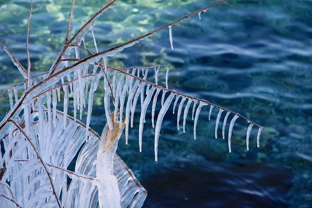 Rovorée en glace, Lac Leman