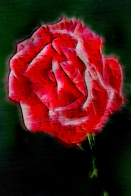 Artistic A Rose Standing Proud 7-0 F LR 9-20-20 J107