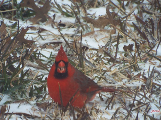 Cardinal Eating in Snow