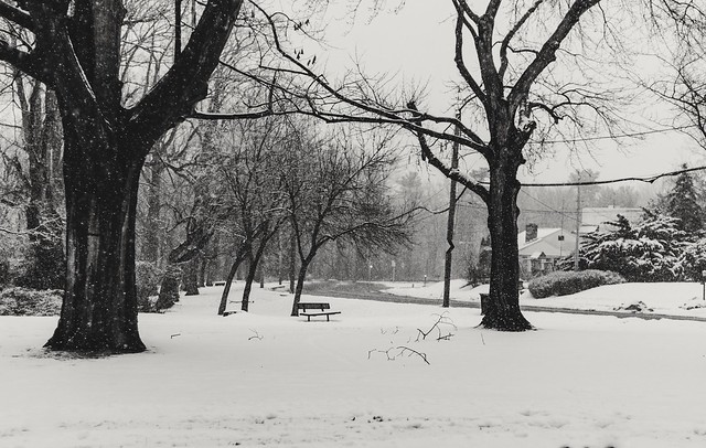 Winter wonderland where city meets park