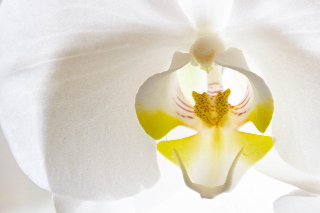 14 feb 2021 - Labellum of a white orchid in Hi-Key