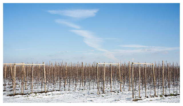 Orchard rows in winter
