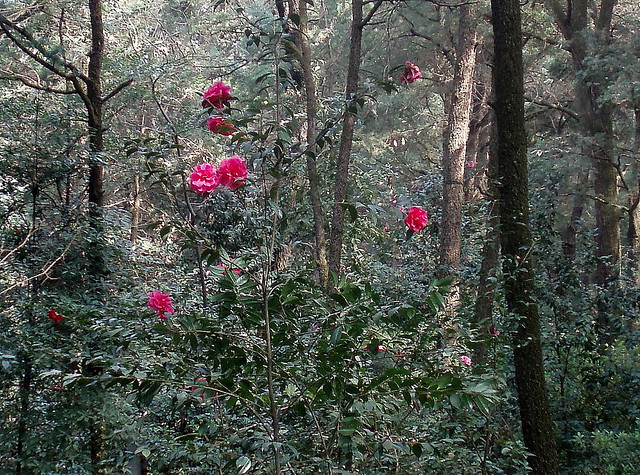 Mountain Forest Flowers