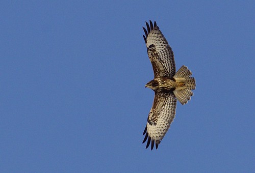 Buteo buteo | by chavko