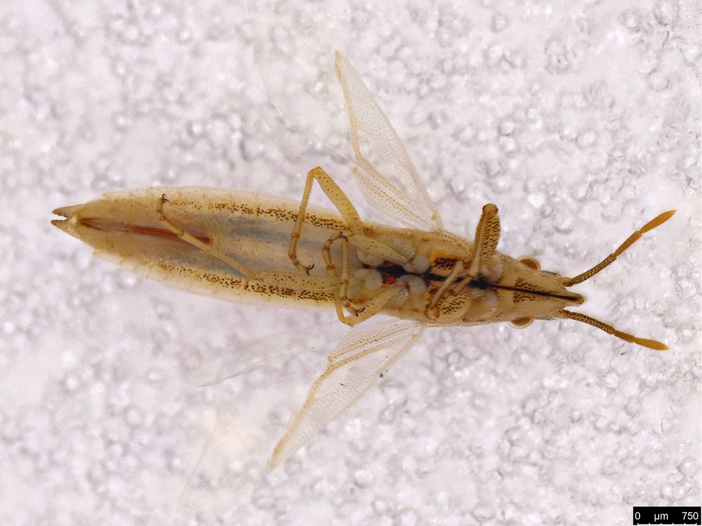 8a - Lygaeoidea sp.