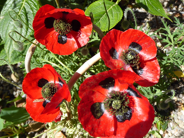 RED POPPIES IN THE SUN