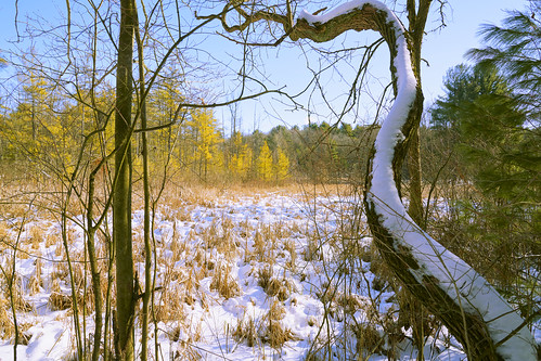 winter wetlands woods snow