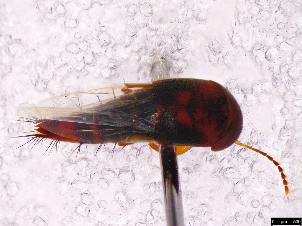12b - Staphylinidae sp,
