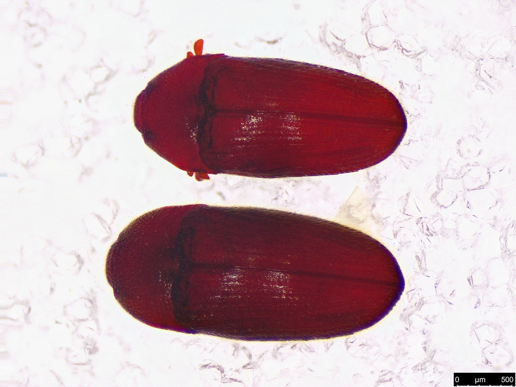 14a - Throscidae sp.
