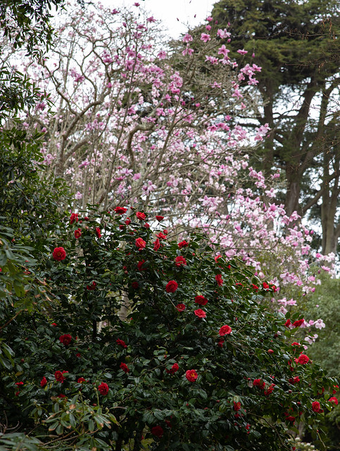 Rhododendron & Magnolia