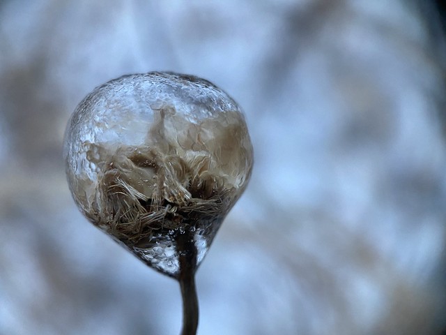 Icy seeds