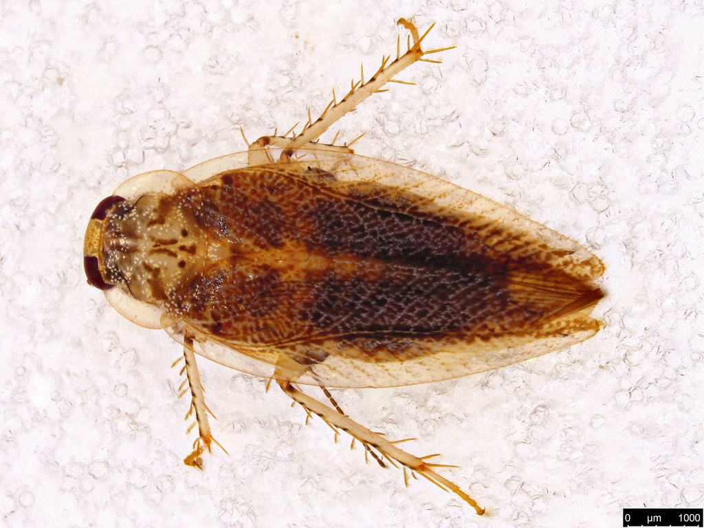 5ab- Ectobiidae sp.