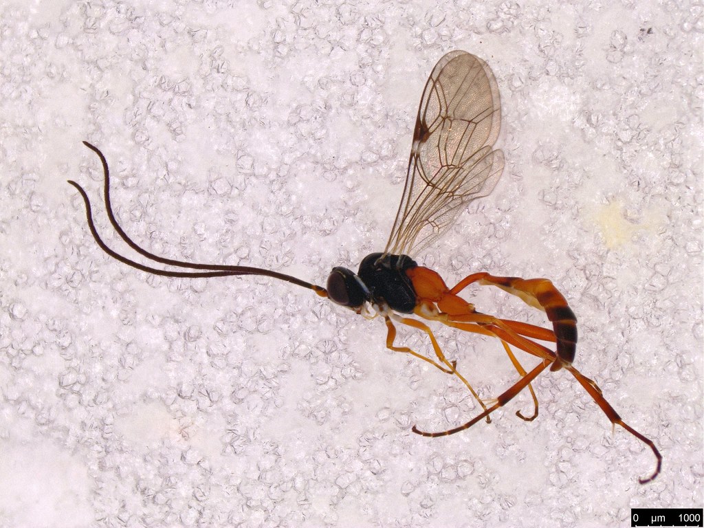 18 - Ichneumonidae sp.