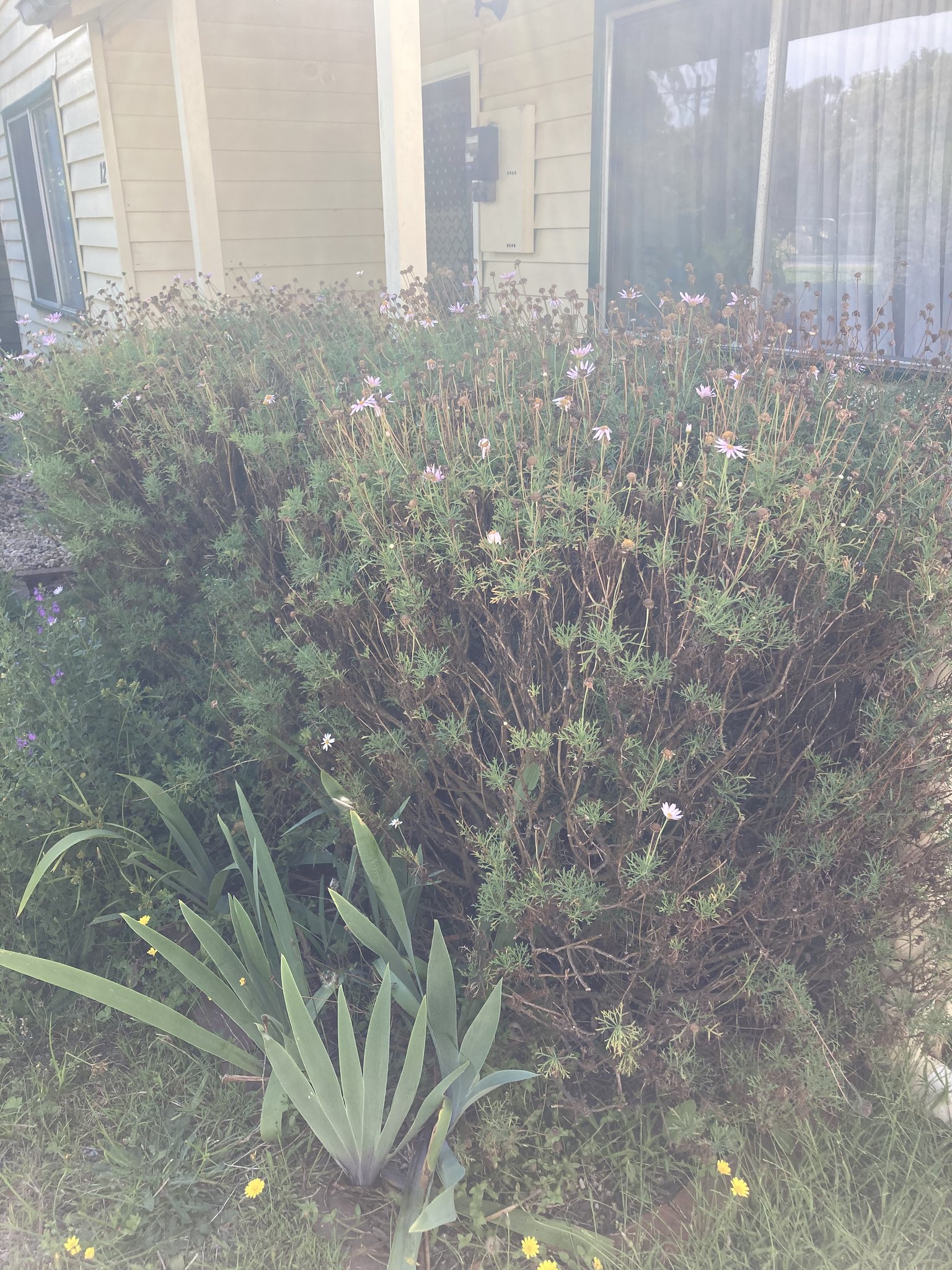 an overgrown pink daisy hedge with lots of dead daisy heads. there is an iris plant in the foreground