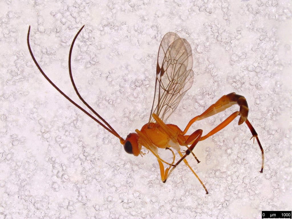 24 - Ichneumonidae sp.