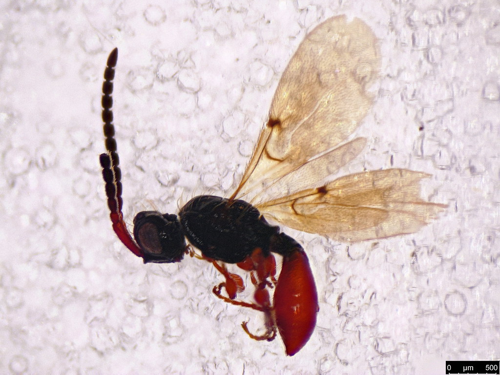 30 - Diapriidae sp.